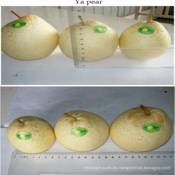 2017 mejores frutas frescas chinas Venden pera fresca china